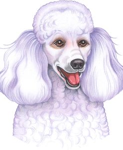 Poodle White