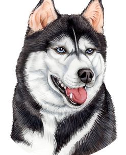 Siberian Husky