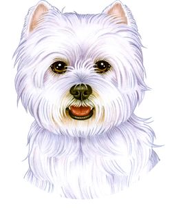 West Highland Terrier