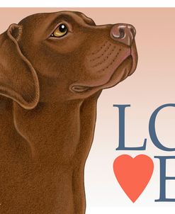 Chocolate Labrador Love