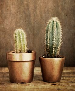 2 Cacti on Brown Texture