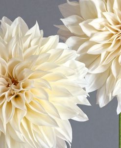 2 Cream Dahlias on Gray