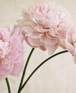 3 Pink Peonies on Light Brown