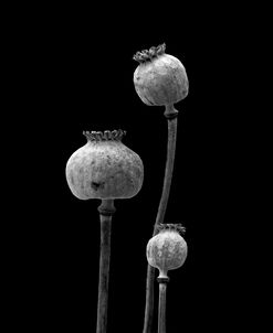 3 Poppy Heads BW