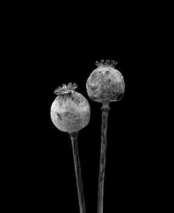 2 Poppy Heads BW