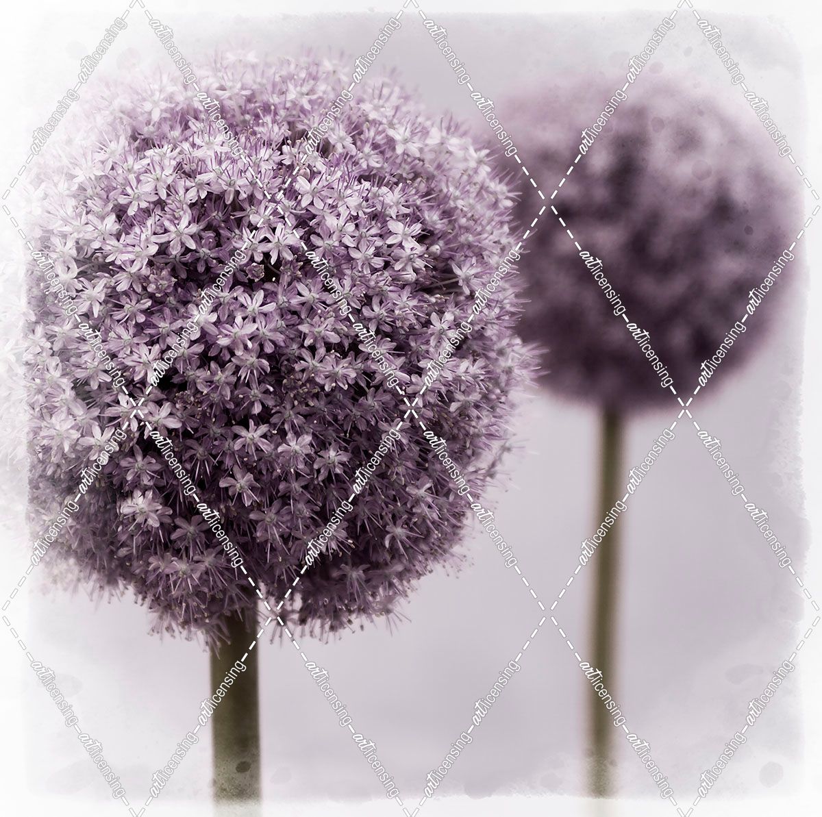 2 Purple Alliums