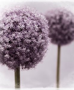 2 Purple Alliums
