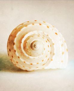 Antique Shell 01