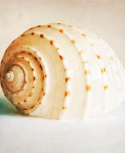 Antique Shell 02