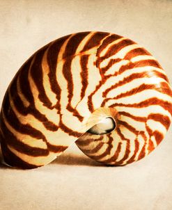Antique Shell 03