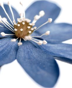 Blue Flower on White 2