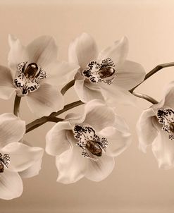 Branch of Sepia Orchids