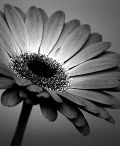 BW Gerbera 01