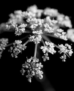 BW Clematis 01