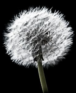 BW Dandelion on Black 02