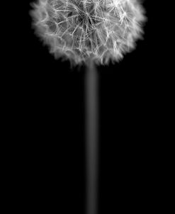 BW Dandelion on Black Portrait