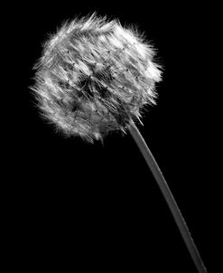 BW Dandelion on Black