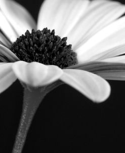 BW Osteospurmum 01