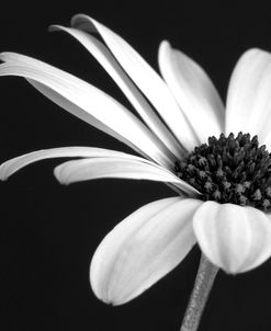 BW Osteospurmum 02