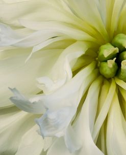 Close up of a Dahlia