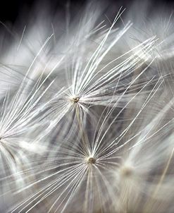 Close up of Dandelion on Black