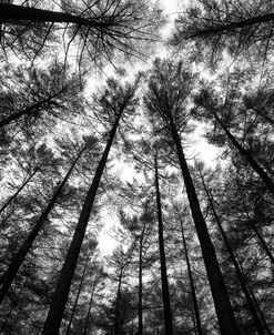 BW Tall Forest