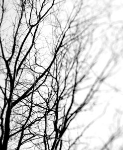 BW Trees 01