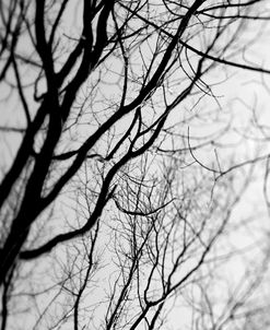 BW Trees 02