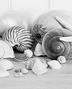 Collection of Shells BW