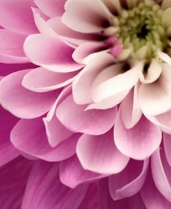 Close up of Pink Flower