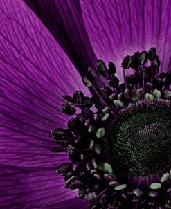 Close up of Purple Flower