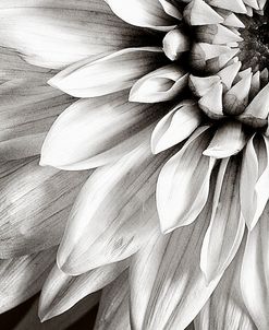 Dahlia BW