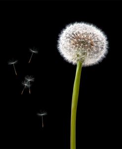 Dandelion with Seeds