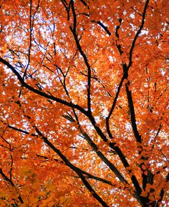 Fall Leaves 004