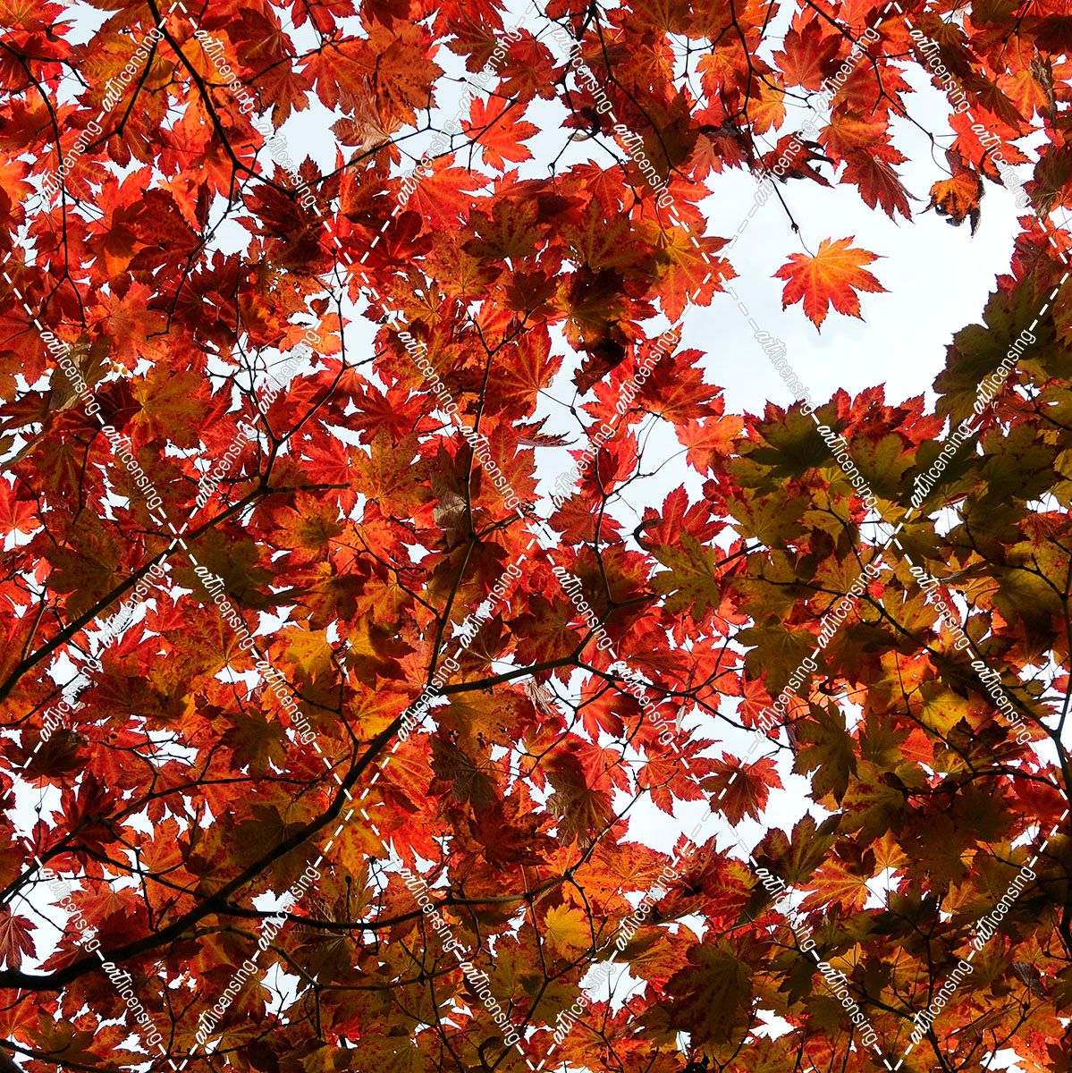 Fall Leaves 005