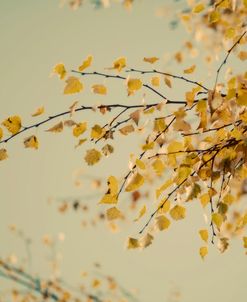 Fall Leaves 009