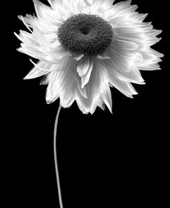 Flower BW