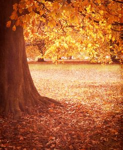 Fall Tree 001