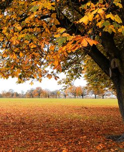 Fall Tree 002