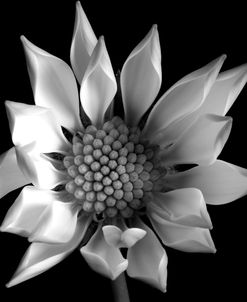 Flower BW 02