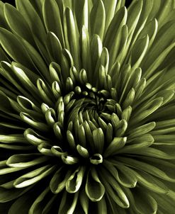 Green Chrysanthemum Close Up