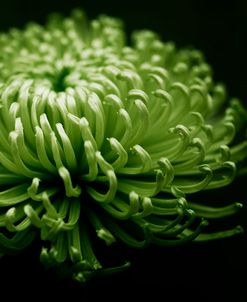 Green Chrysanthemum on Black