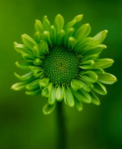 Green Flower on Green