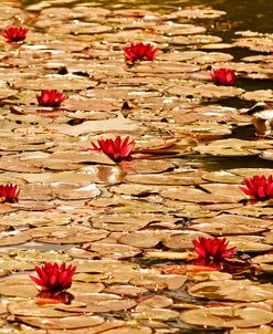 Golden Waterlily Pond