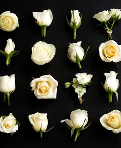 Grid of Cream Roses on Black