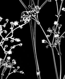 Gypsophilia on Black