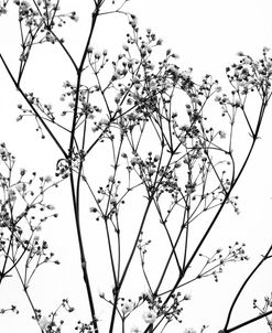 Gypsophilia on White