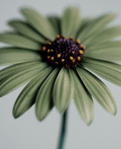 Green Osteospurmum