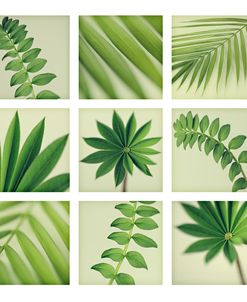 Grid of 9 Leaves