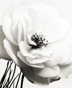 Iceberg Rose BW